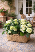 Cesta con 6 plantas de hortensias